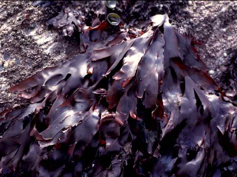 MarLIN - The Marine Life Information Network - Dulse (Palmaria palmata)