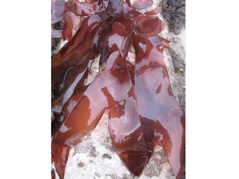 Palmaria palmata near an intertidal rockpool.