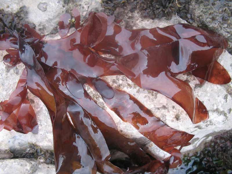 Palmaria palmata in between rockpools.