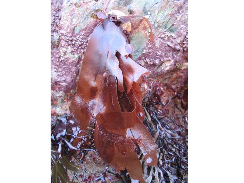 Palmaria palmata hanging from an intertidal rock.