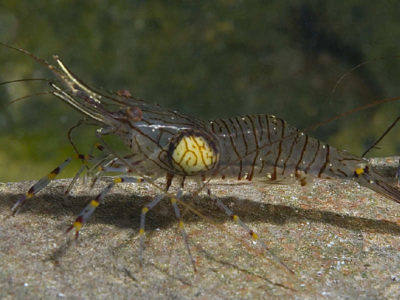 Side view of entire individual on rock.