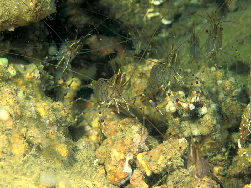 Common prawn Palaemon serratus on a circalittoral bedrock slope at Firestone Bay, Plymouth Sound.