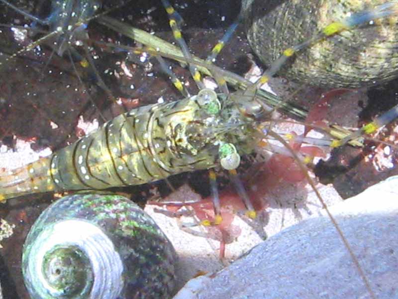 Palaemon serratus at Wembury.