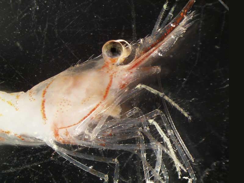 Pandalus montagui head.