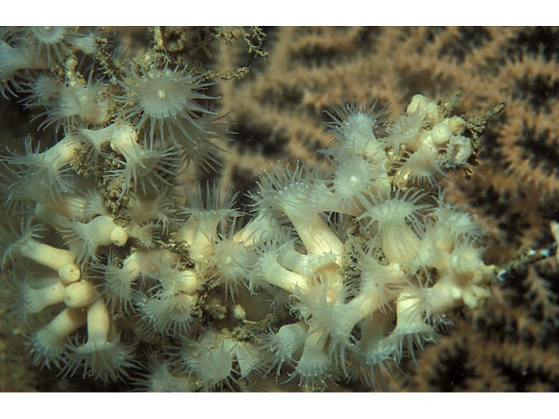 Parazoanthus anguicomus on dead Eunicella verrucosa at Coopers Cliff off shore Plymouth Sound.