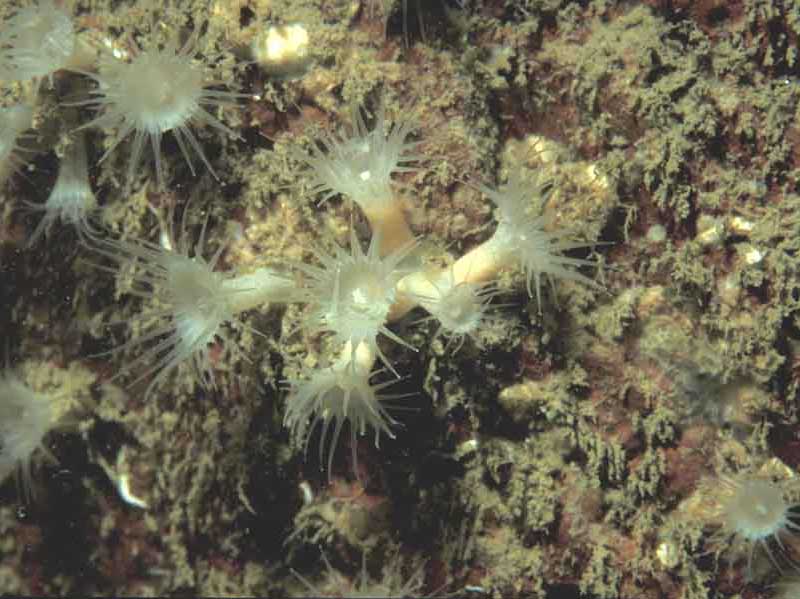 White creeping anemone Parazoanthus anguicomus on rock.