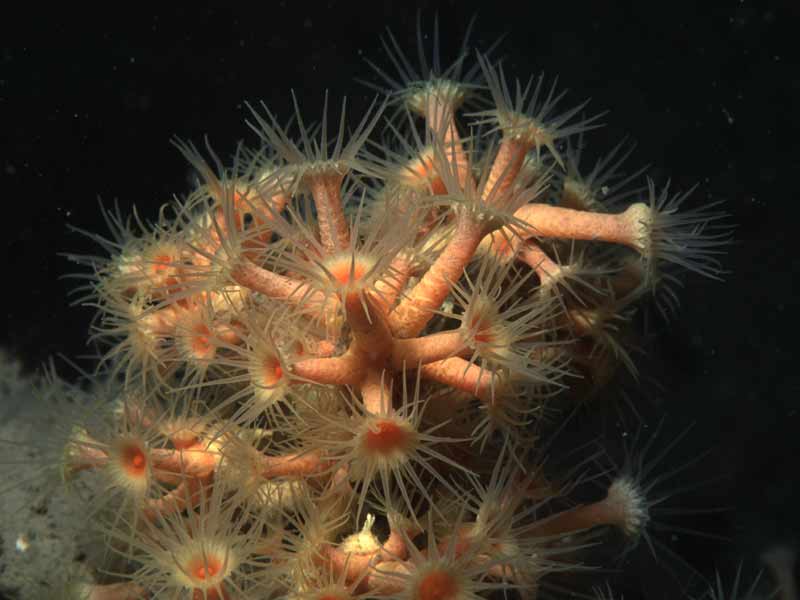 Cluster of Parazoanthus axinellae polyps.