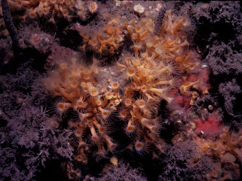 Parazoanthus axinellae on rock face at Lundy Island.