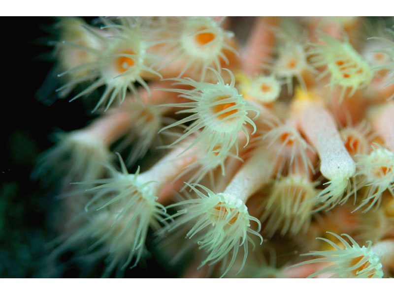 Close up of Parazoanthus axinellae polyps in the Channel Isles.