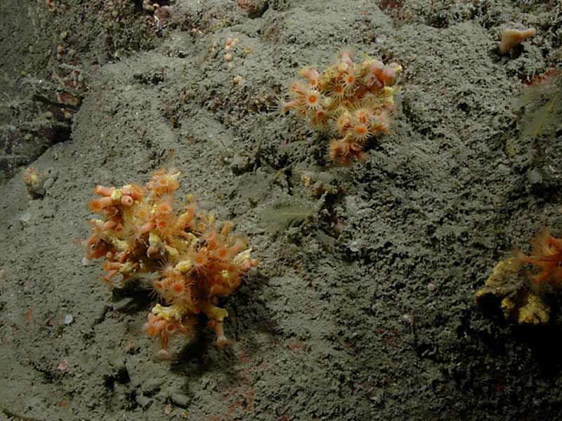 Image: Parazoanthus axinellae on Coopers Cliff off shore Plymouth Sound.