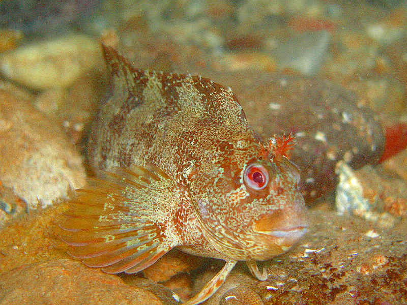 The tompot blenny Parablennius gattorugine.