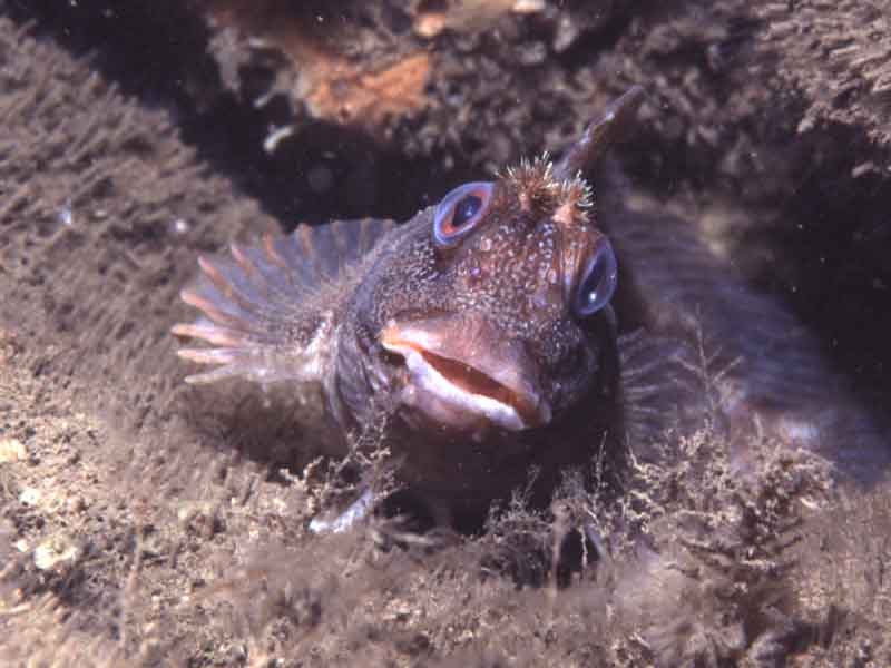 Tompot blenny.