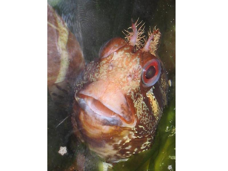 Head view of Parablennius gattorugine - close up.