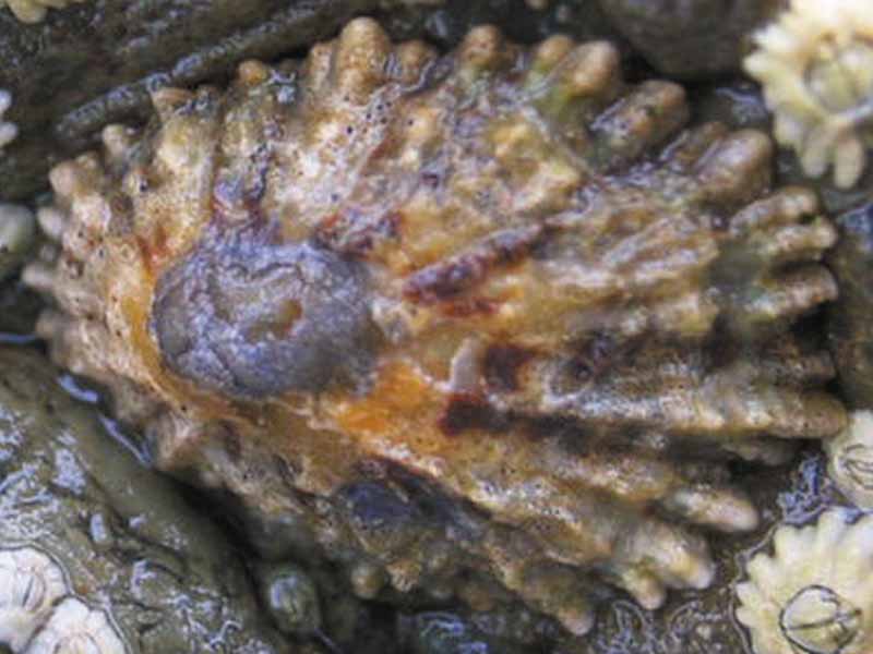 The limpet Patella depressa.