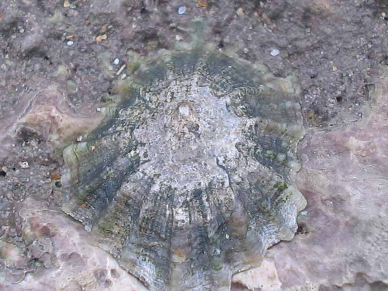 Patella depressa with a greenish tint.