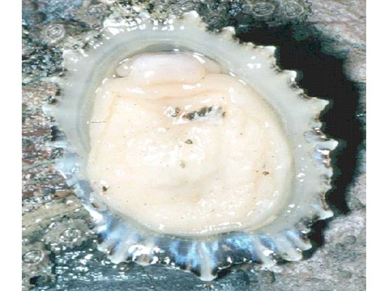 Foot and underside of Patella ulyssiponensis.