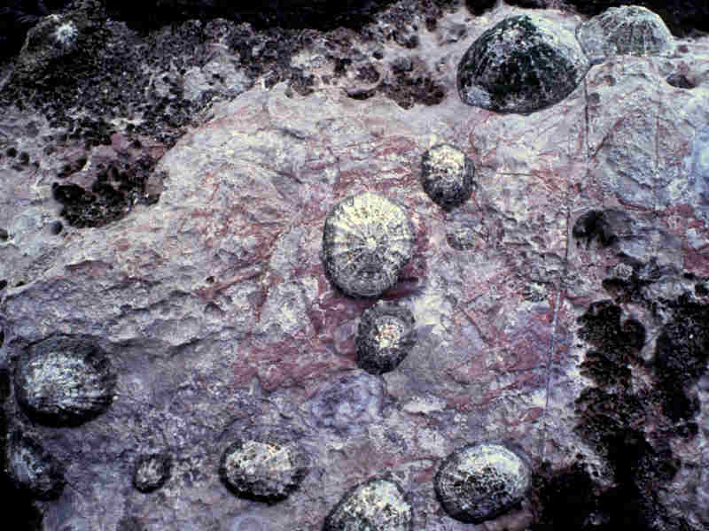 Patella vulgata on rock.