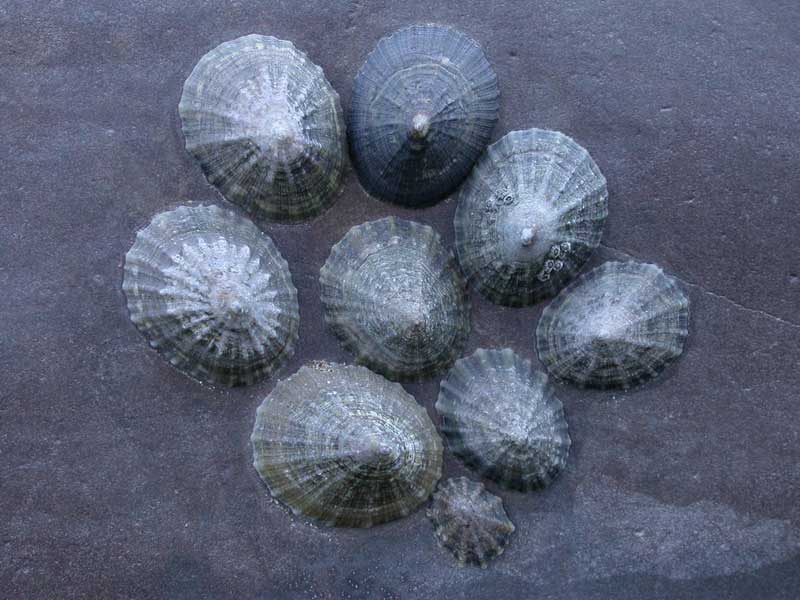 A gathering of Patella vulgata.