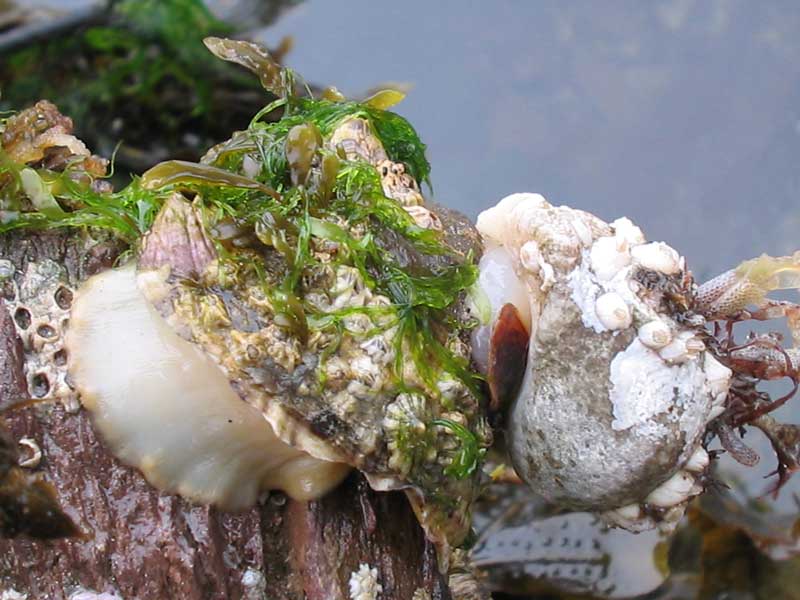Patella vulgata showing its muscular foot while being grasped by a dog whelk.