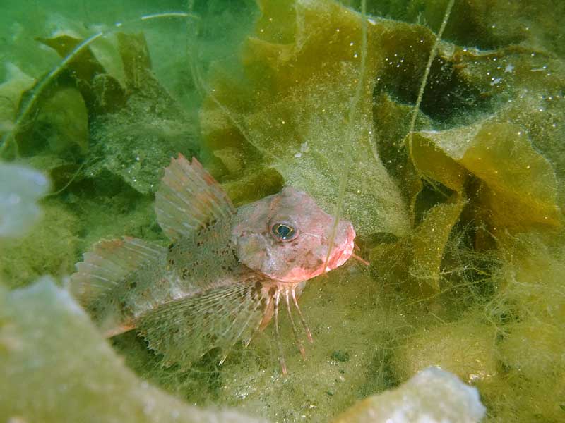 A resting streaked gurnard