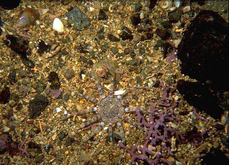 Peachia cylindrica anemone and maerl.