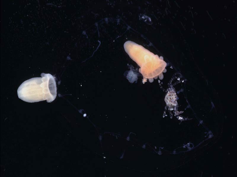 Peachia cylindrica larvae.