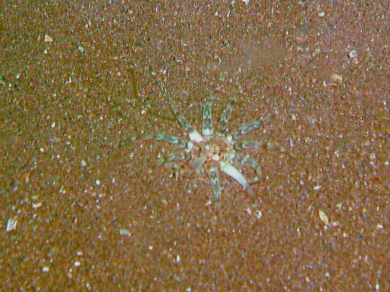 Peachia cylindrica buried in coarse sand.