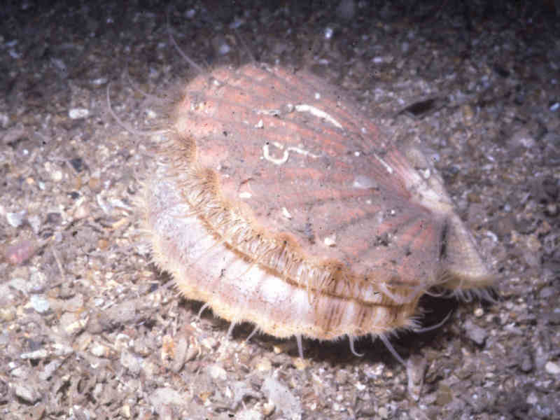 Image: Great scallop, Pecten maximus, and maerl.