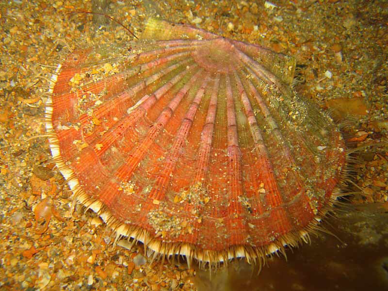Image: Great scallop ( Pecten maximus) on a gravel bank at the Manacles, southwest Cornwall.