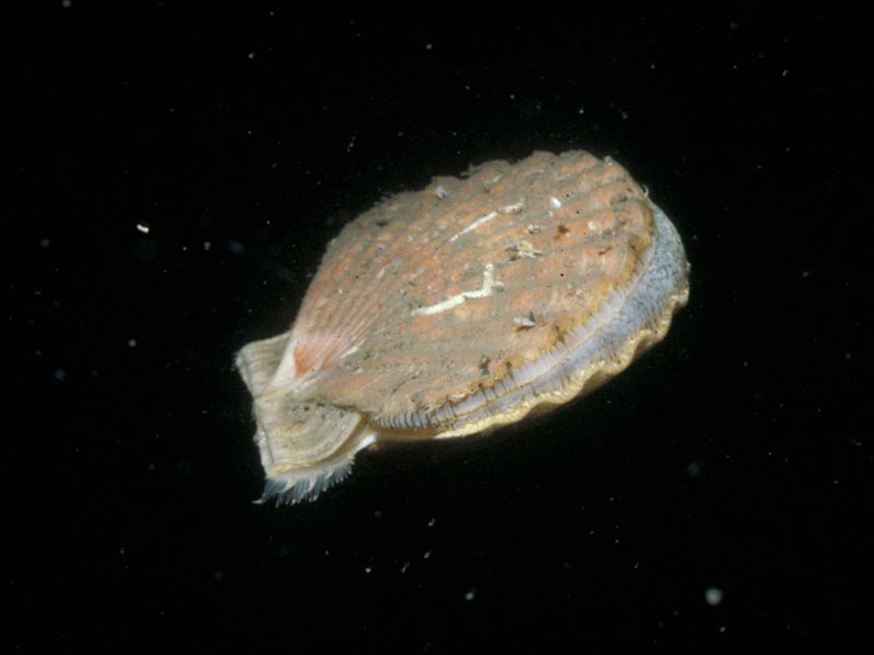 Pecten maximus swimming.