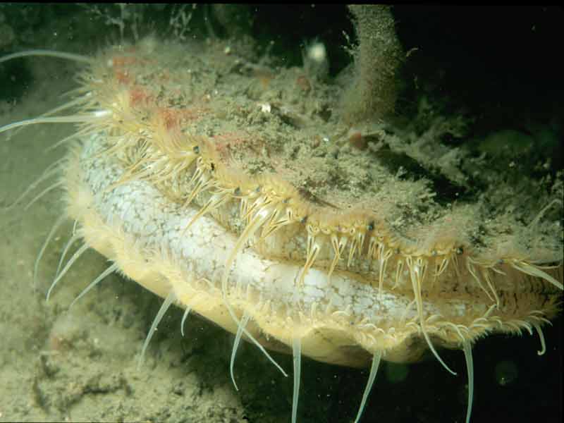 Close up of the Great Scallop Pecten maximus  showing the mantle.