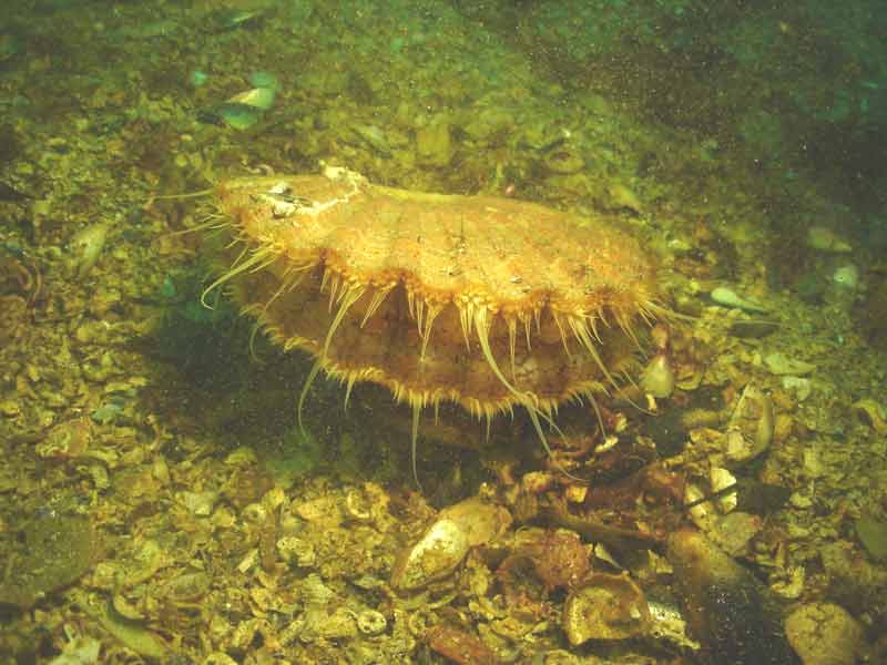 Pecten maximus in Doune.