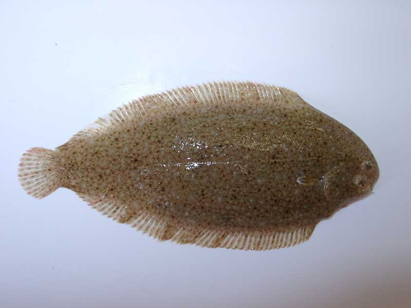 Dorsal view of Pegusa lascaris.