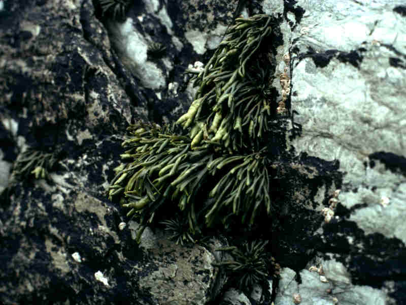 Clump of Pelvetia canaliculata.