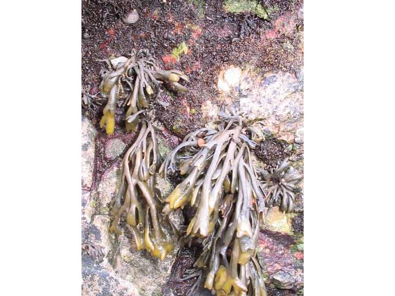 Small Pelvetia canaliculata attached to an intertidal boulder.