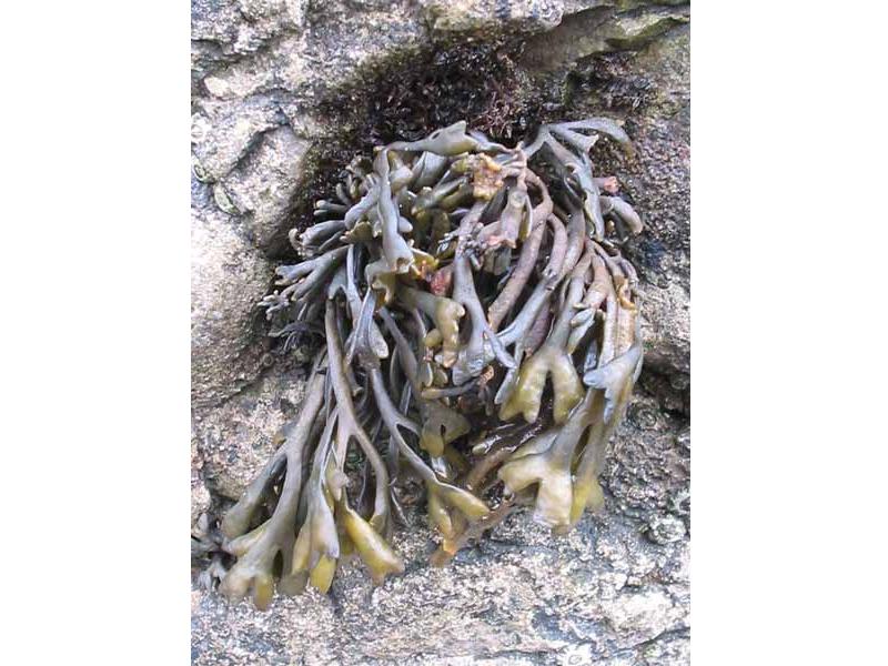 Small Pelvetia canaliculata in a rock crevice.