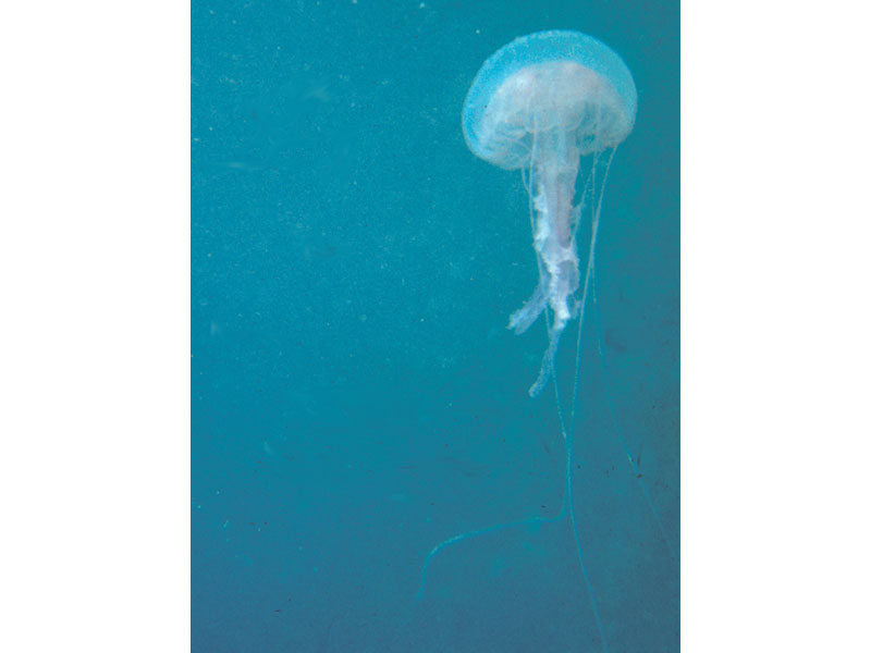 Pelagia noctiluca, North Rat Island, Lundy.