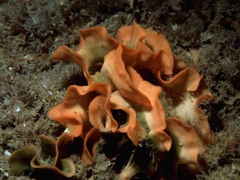 Small colony of Pentapora fascialis.