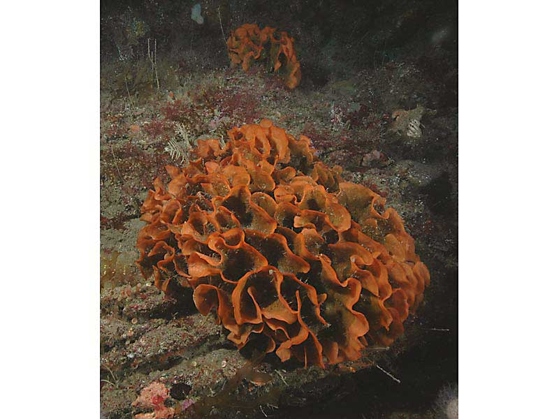 Pentapora fascialis colonies on rock at the Mewstone, Plymouth.