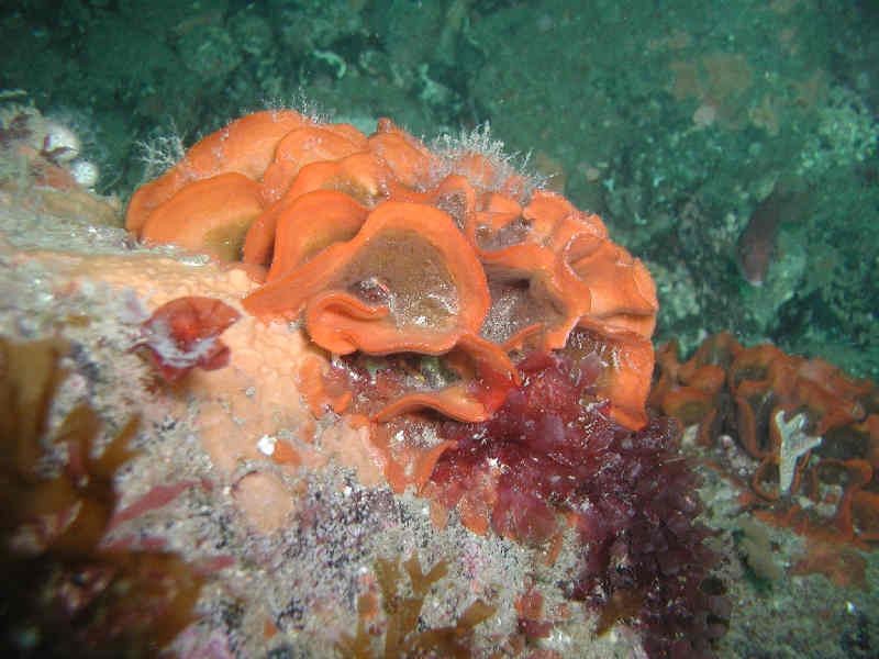 Ross (Pentapora fascialis).