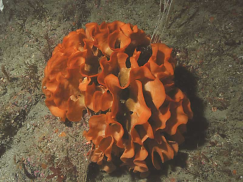 Pentapora fascialis colony on the Mewstone, Plymouth.