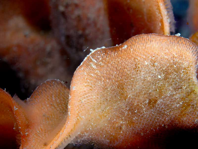 Close up of Pentapora fascialis on the Mewstone, Plymouth.