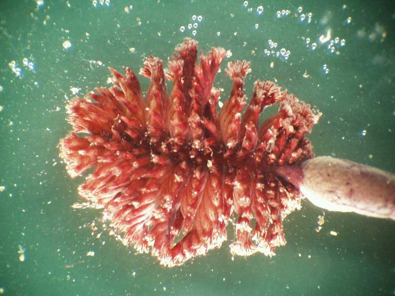 Close-up view of Pennatula phosphorea.