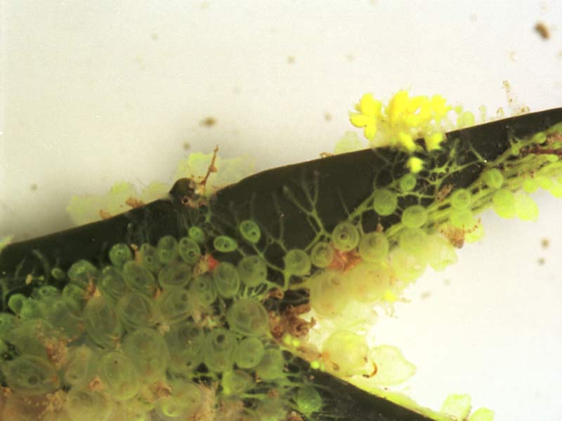 Colony of Perophora japonica on fucoid alga.