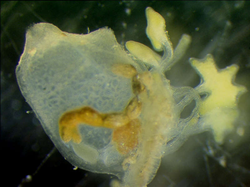 Single zooid and terminal buds at high magnification.