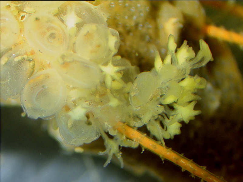 Several zooids with cluster of terminal buds.