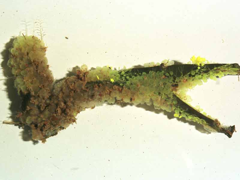 Whole colony of Perophora japonica on fucoid alga.