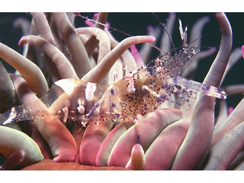 Periclimenes sagittifer amongst the tentacles of Anemonia viridis in the Channel Isles.