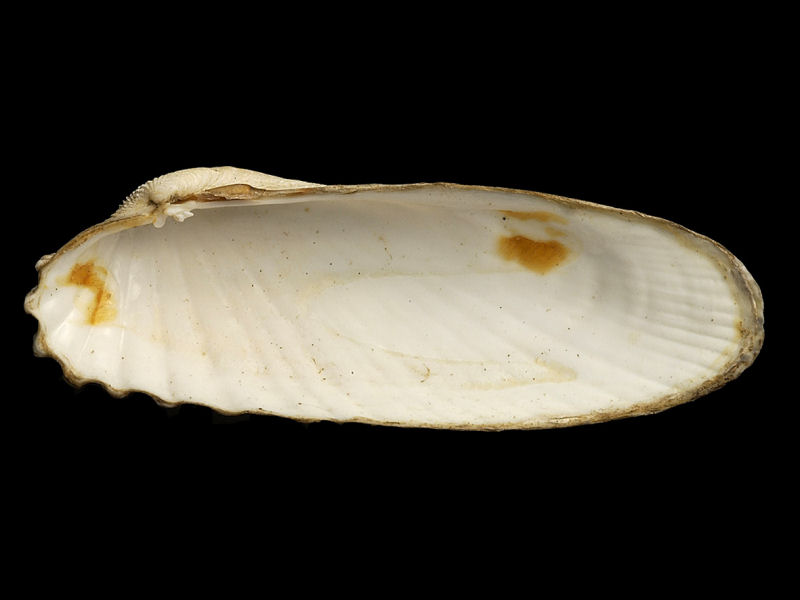 Image: Internal view of Petricolaria pholadiformis valve.