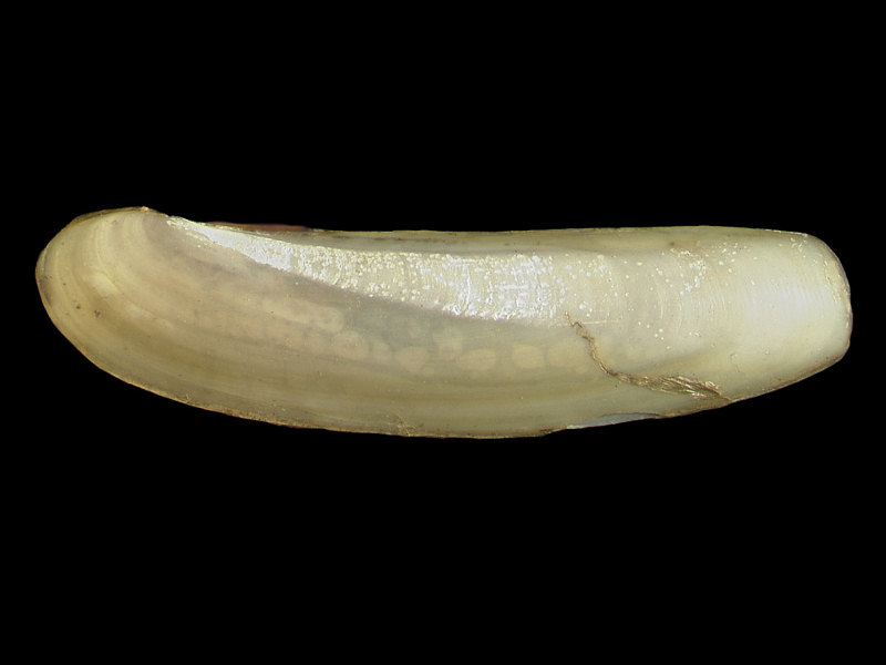 External view of Phaxas pellucidus valve.